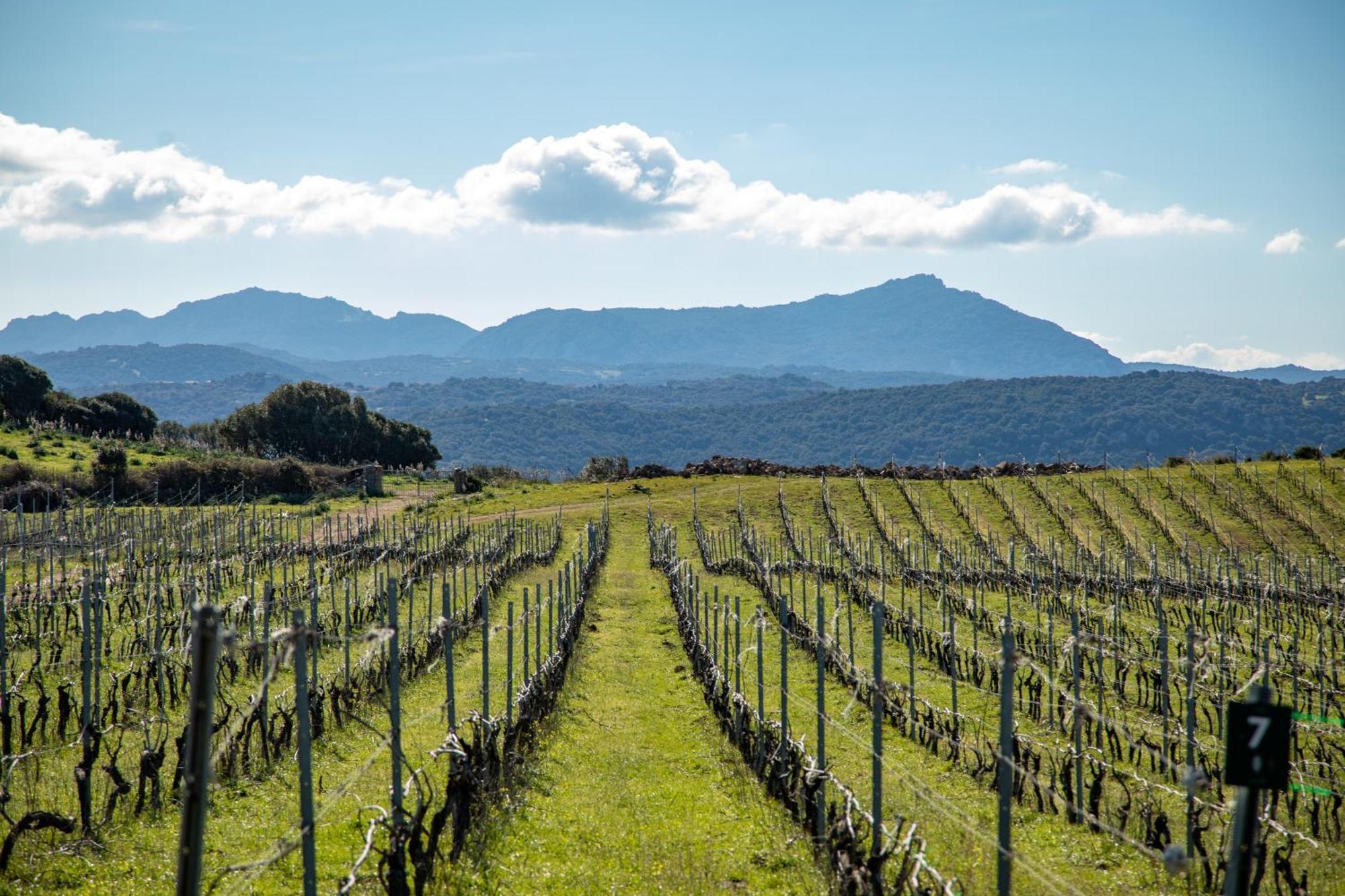 Willa Cantina&Agriturismo Canu Luogosanto Zewnętrze zdjęcie
